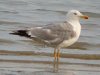 Yellow-legged Gull at Two Tree Island (Steve Arlow) (122630 bytes) Yellow-legged Gull at Two Tree Island (Steve Arlow) (122630 bytes)